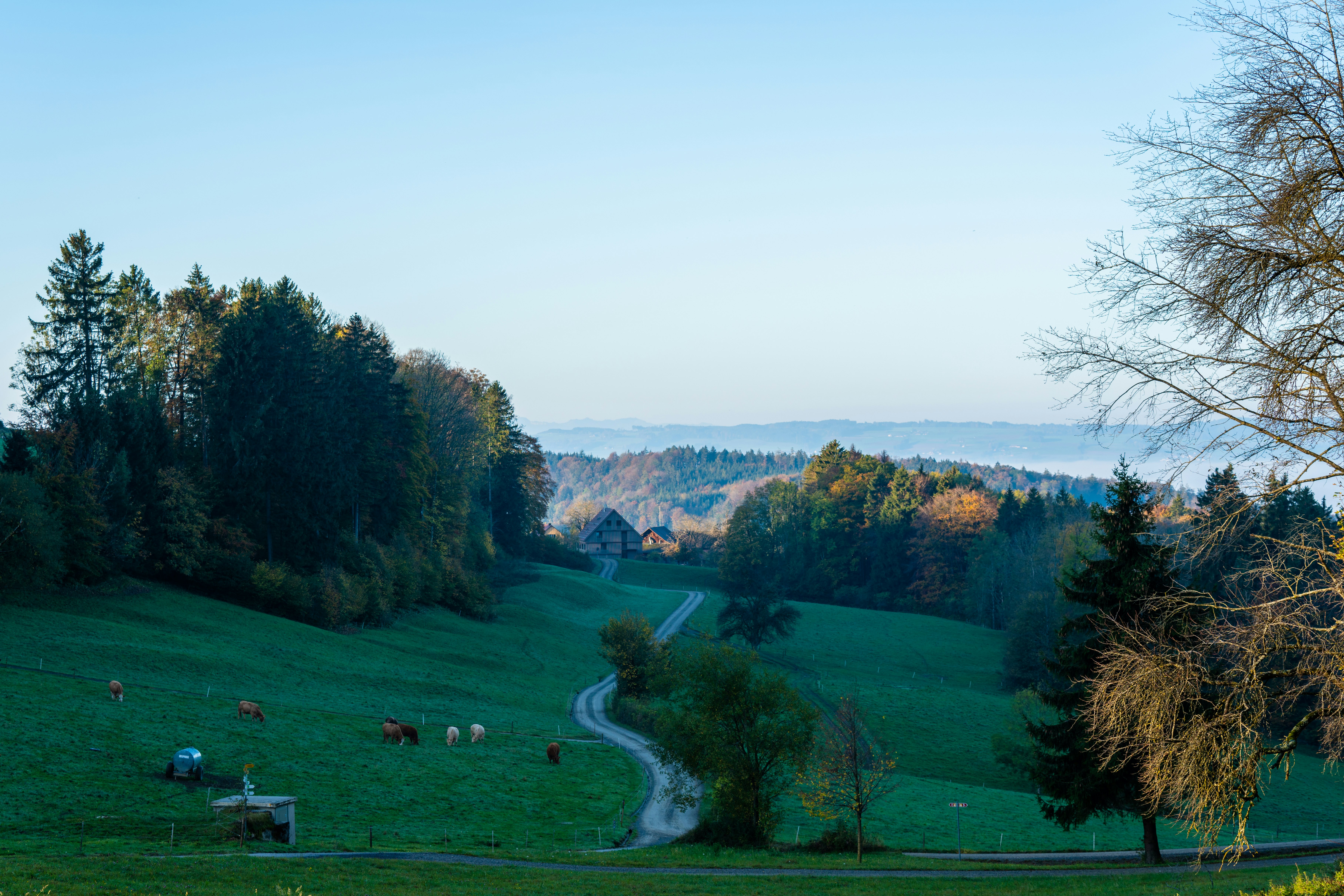 green grass field with trees during daytime